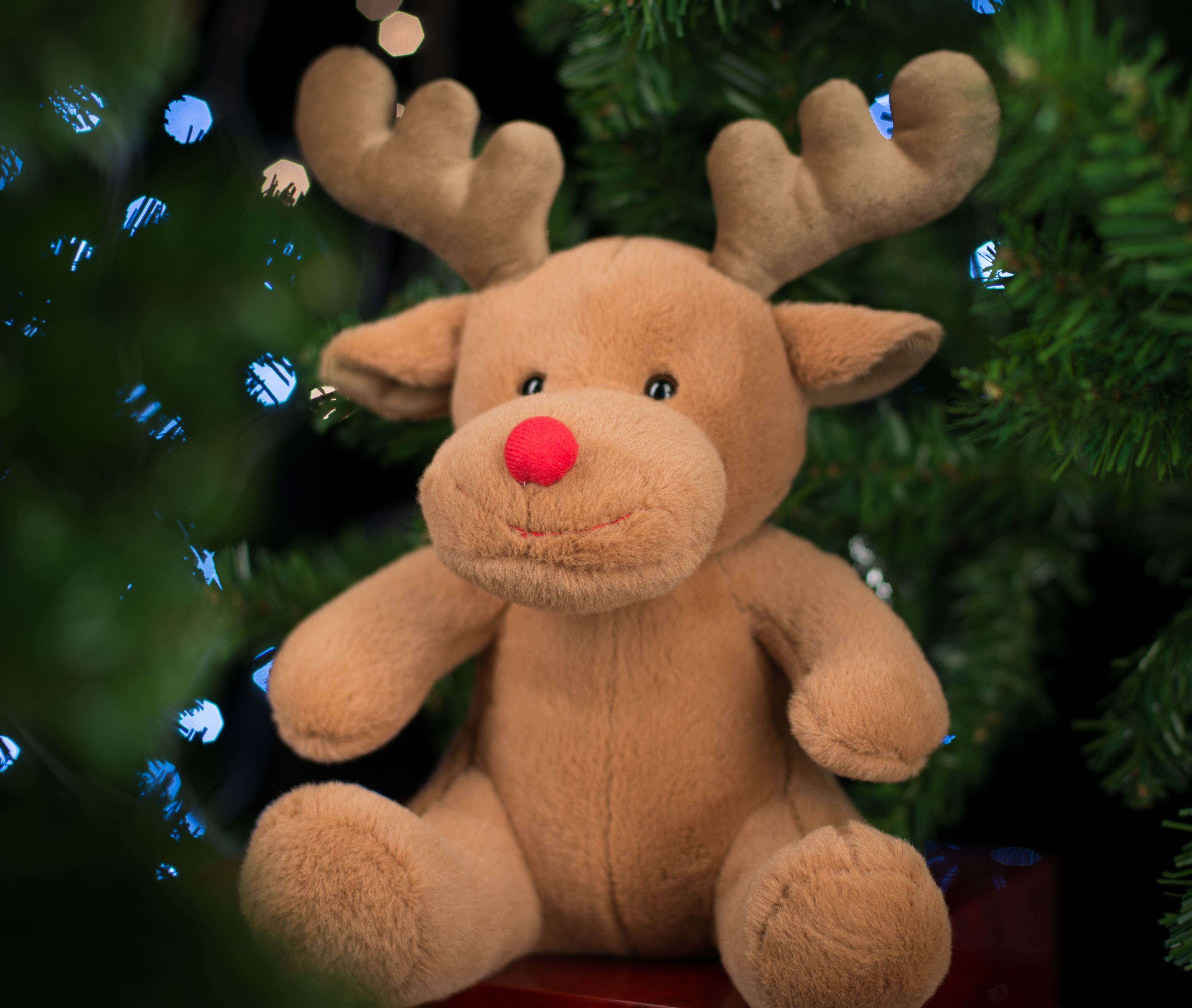 REINDEER